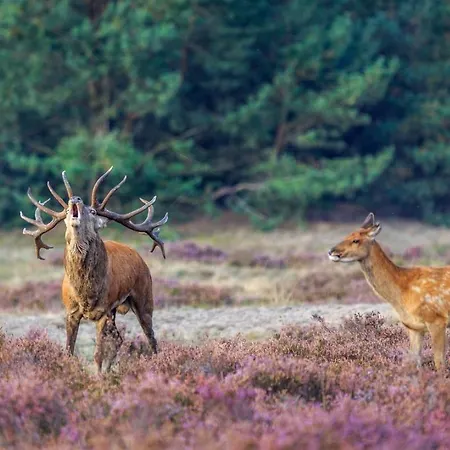 4 Persoons Chalet Hooge Veluwe * Schaarsbergen